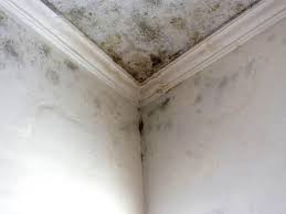 Best Real Estate Mold Inspection  in Slayton, MN